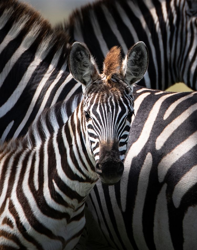 close up of young zebra staring into camera
