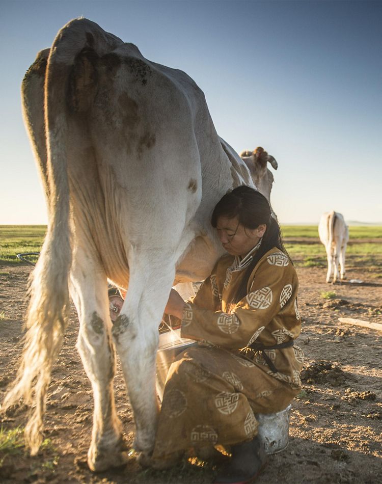 portrait of woman sitting on ground milking a cow