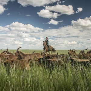 a young boy on a horse herds goat in a grassland