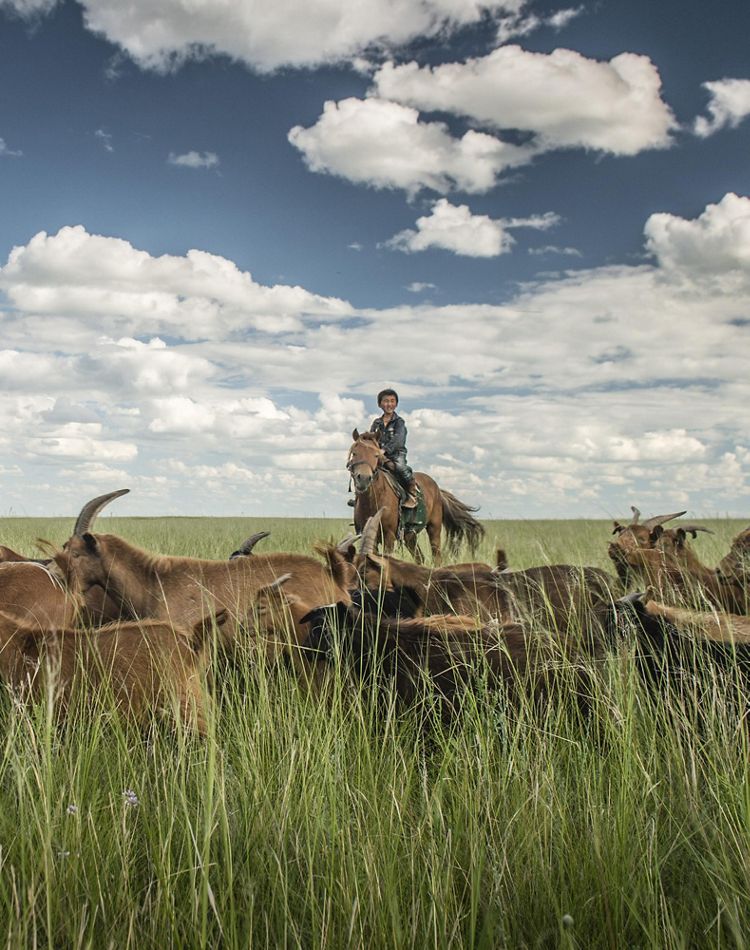 a young boy on a horse herds goat in a grassland