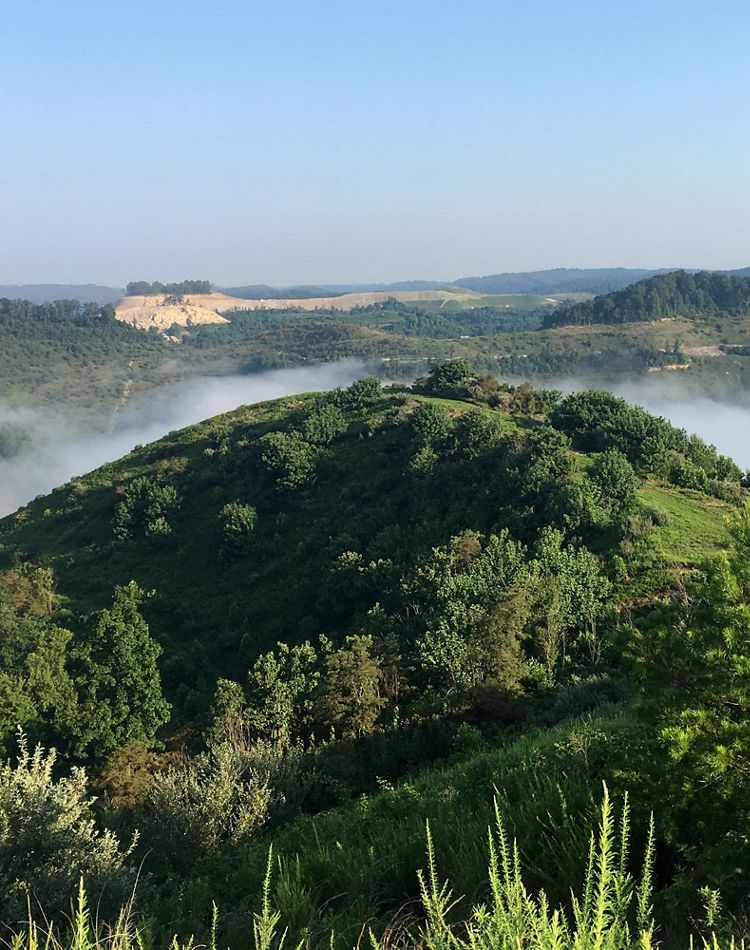 reclaimed mine land with new plant growth