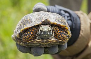 An ornate turtle is held by a gloved hand.