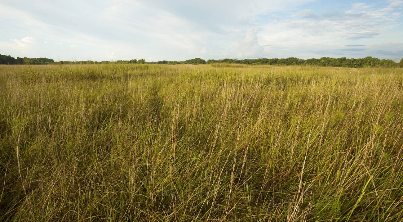 A field of tall grass that meets a treeline.