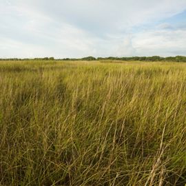 A field of tall grass that meets a treeline.