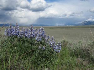 Lupine growing in Montana's Centennial Valley