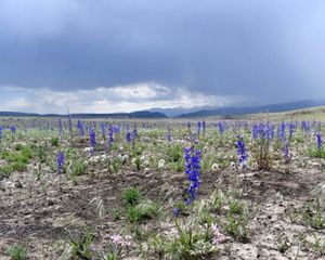 Native wildflowers sprouting after the Martin Fire in northern Nevada.