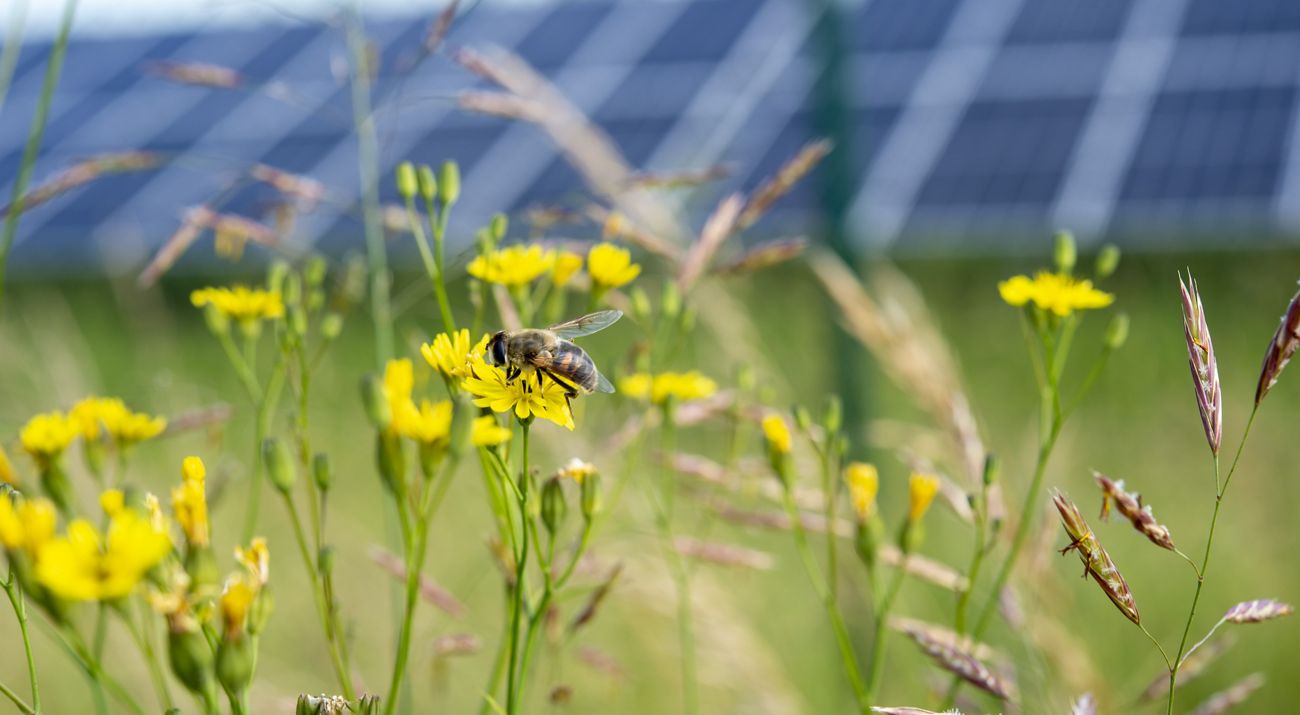 A bee pollinates a flower in front of solar panels at the Spitalhöfe solar PV park in Villingen-Schwenningen, Germany.