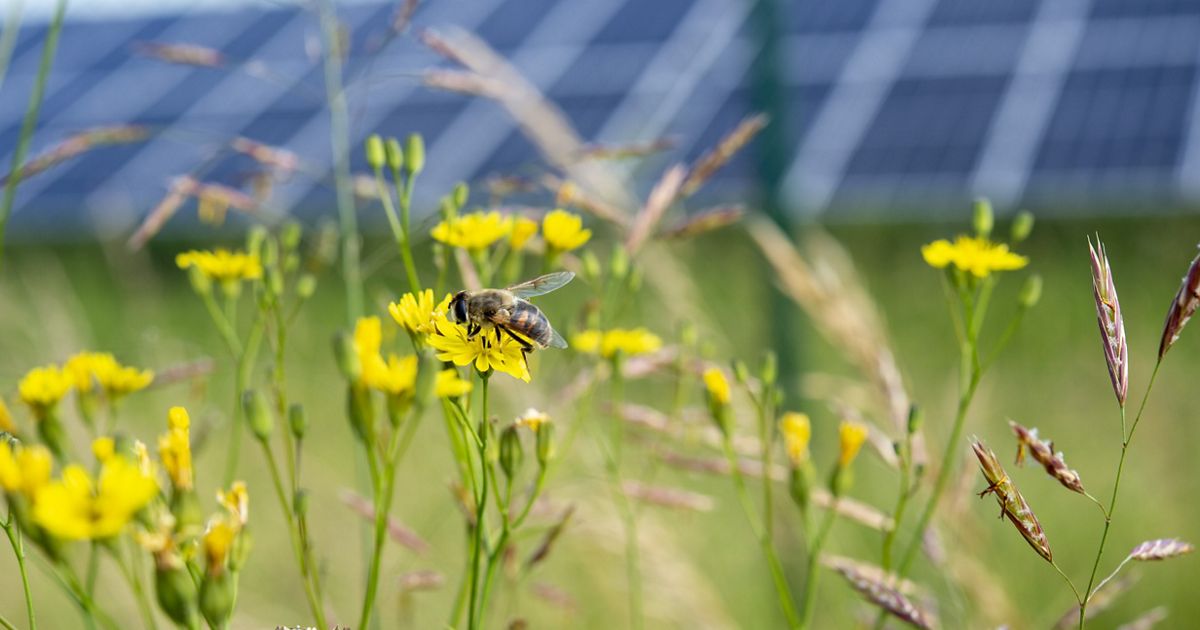 Solar Inclusion Landmark Policy Paper on Nature-Inclusive Solar