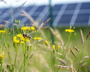A bee pollinates a flower in front of solar panels at the Spitalhöfe solar PV park in Villingen-Schwenningen, Germany.