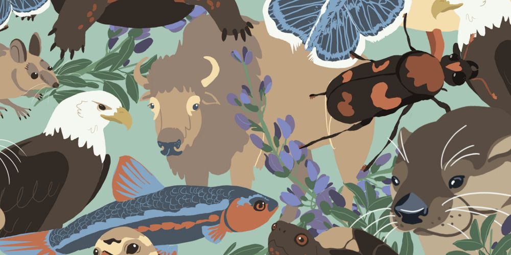 An illistration collage of wildlife including various plants and aniamls.