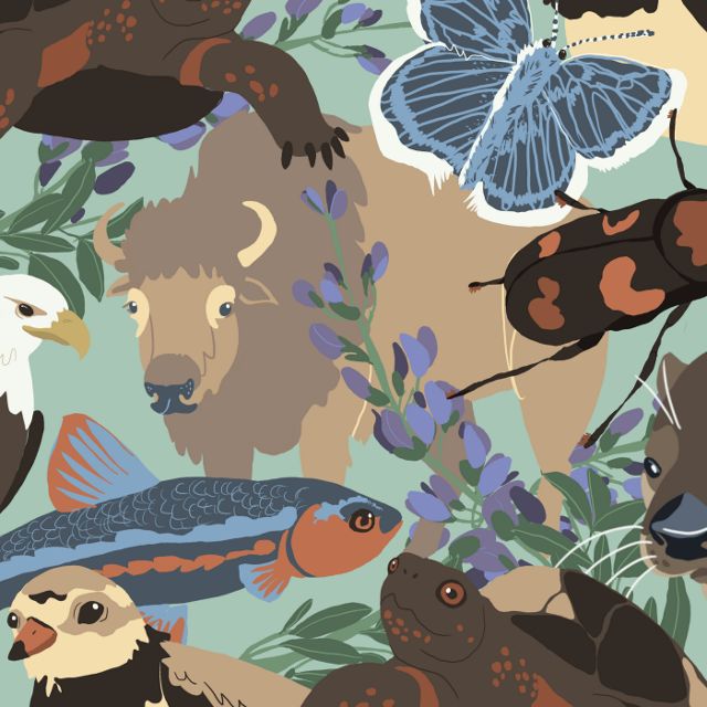 Illustration collage of various species found in the U.S.