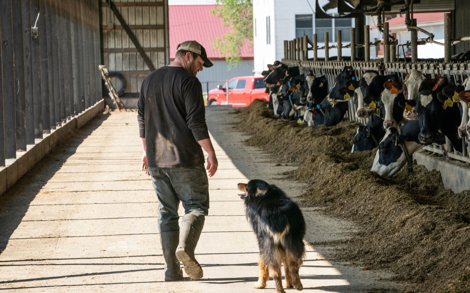 Cody Carpenter of Redrock View Farms walks through a dairy barn past a row of black-and-white cows sticking their heads out of their milking stalls; his black-and-brown dog walks at his side.