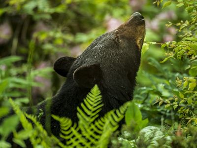 black bear