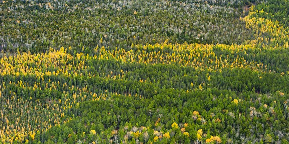 A vast forest of trees in Michigan. The tree colors range from dark green to yellow.