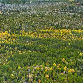 Aerial view of a forest of yellow-tipped trees among green trees in the Two-Hearted River Forest Reserve. 