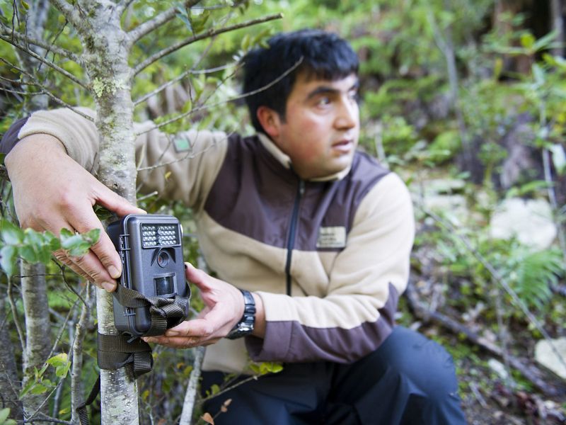 Erwin Ovando, guardaparques Reserva Costera Valdiviana, instalando cámara trampa