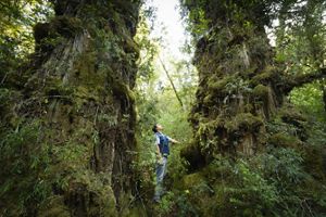 Park Ranger looking up at alerces of Valdivian Coastal Reserve.