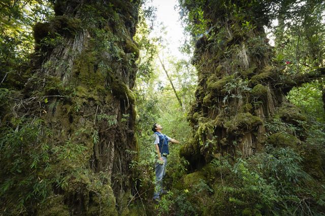 A man looks up in awe at enormous trees in Valdivian Coastal Reserve. 