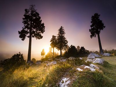 Forecasts of large-scale loss in global biodiversity have sparked a call to protect more wild lands and waters, like the Alerce Coastal National Park, in Chile.