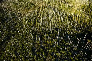 Aerial view of a forest containing dead tree trunks interspersed with newly growing trees. 