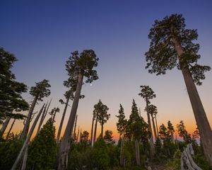 una vista de grandes árboles coníferos que alcanzan el cielo con un ombre de colorido atardecer en el fondo.