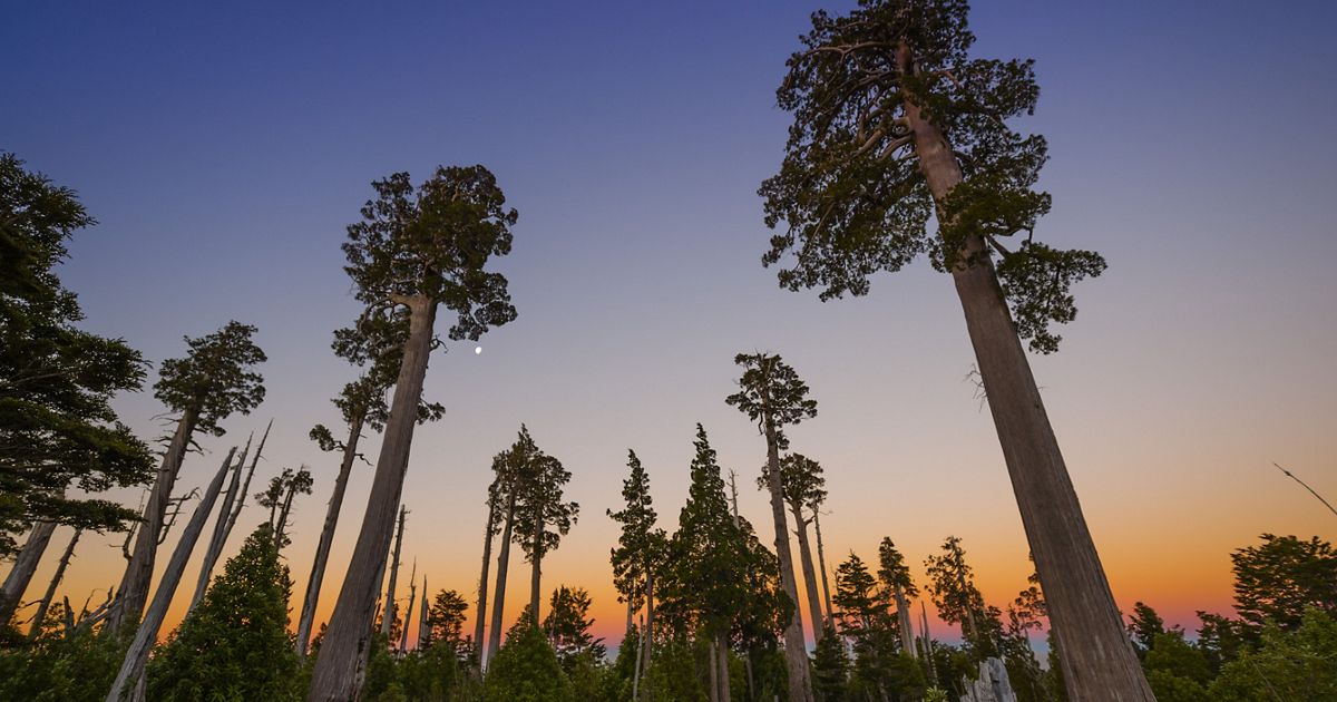 Una nueva oportunidad de vida para el bosque de Valdivia | TNC