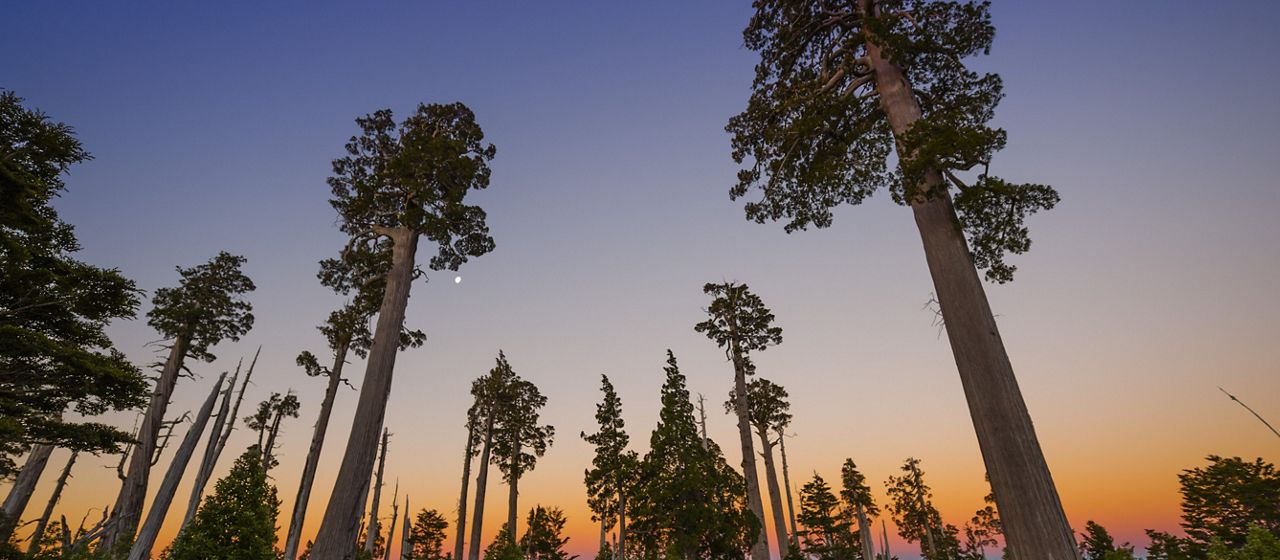 a view of large, coniferous trees reaching towards the sky with an ombre of colorful sunset in the background