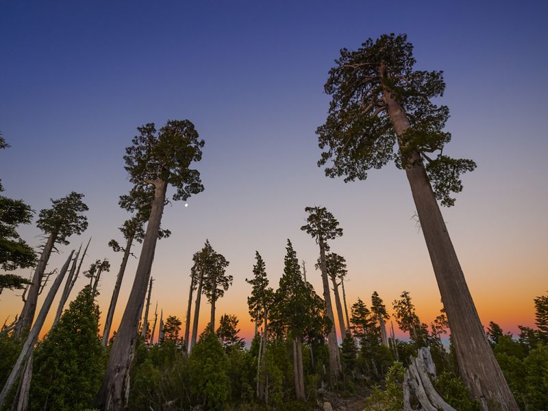 Copas de árboles de alerce (Fitzroya cupressoides) se elevan hacia el cielo al atardecer en el Parque Nacional Alerce Costero, Los Ríos, Chile.