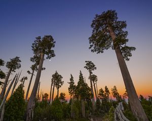 View of large, coniferous trees reaching towards the sky with an ombre of colorful sunset in the background.