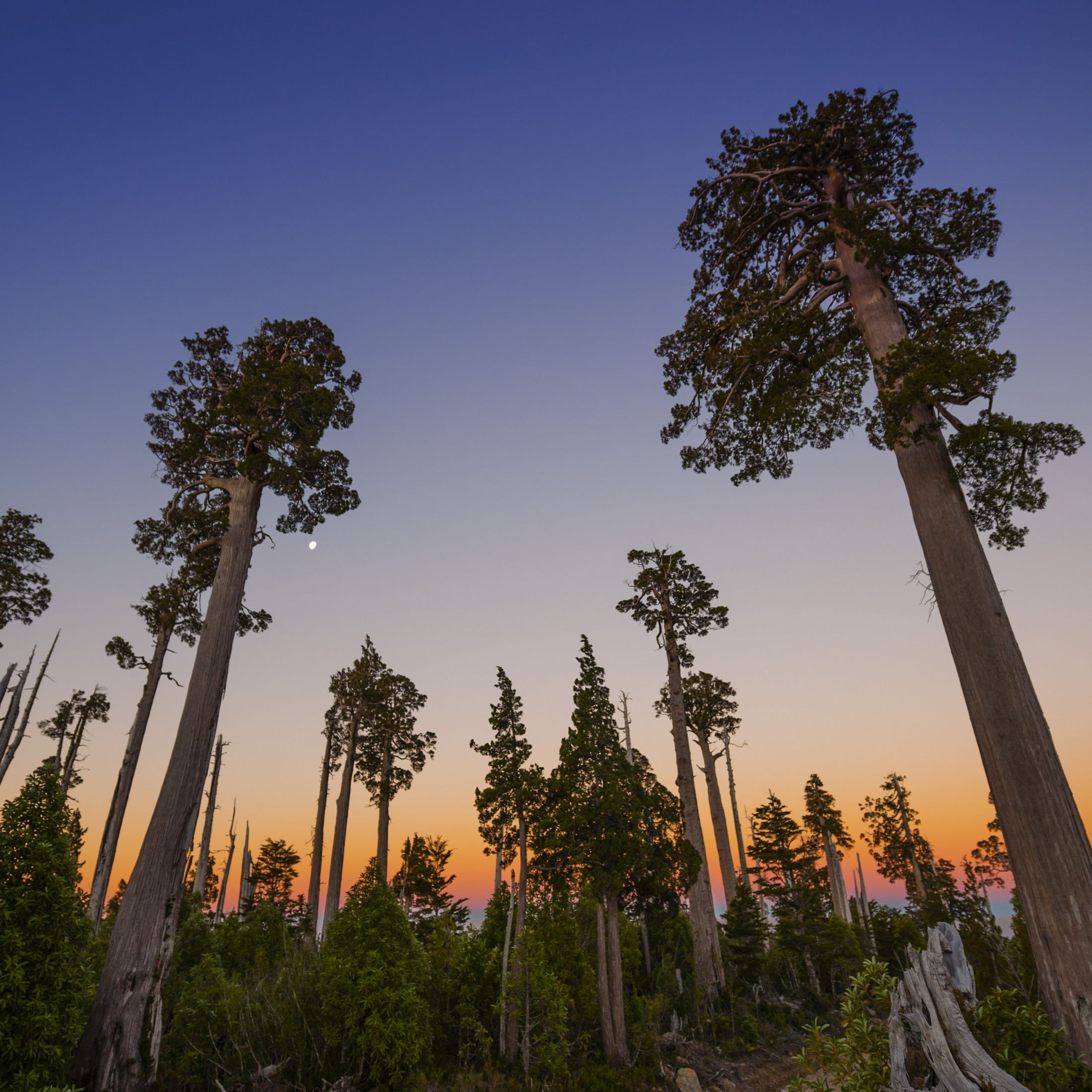 A view of large, coniferous trees reaching towards the sky with an ombre of colorful sunset in the background.