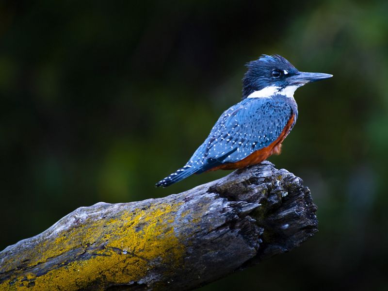 a blue bird on a log.