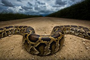 Burmese Python crossing dirt road.