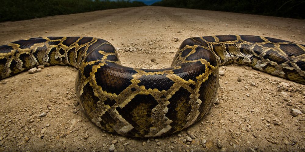 Invasive Species in Florida | The Nature Conservancy
