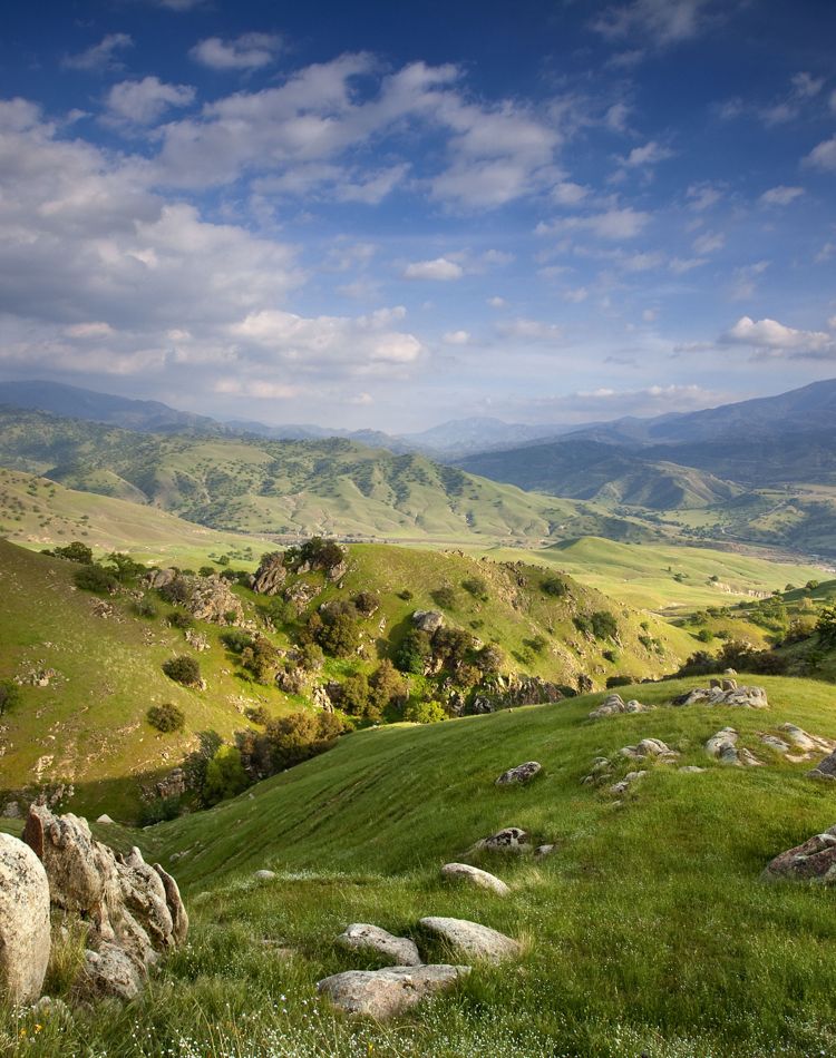 Scenic views of the rolling green hills and oak trees.