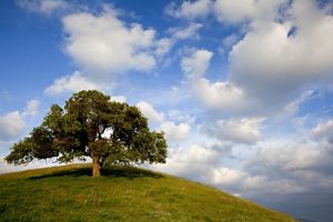 A mature blue oak on a hill with a bright, cloudy sky.