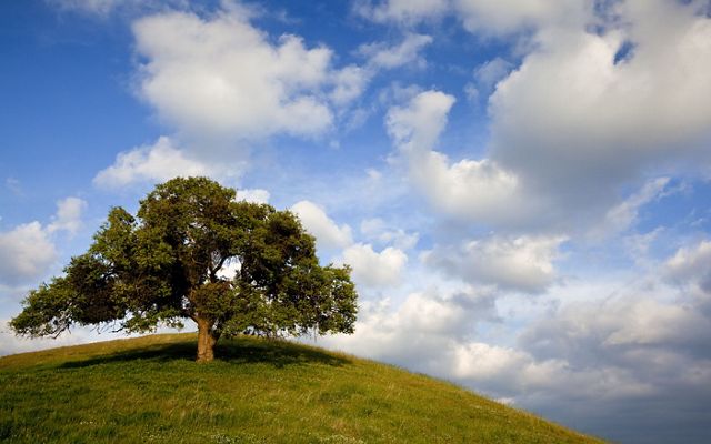 A mature blue oak on a hill with a bright, cloudy sky.