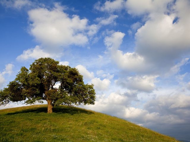 A mature blue oak on a hill with a bright, cloudy sky.