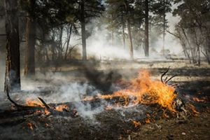 A tree on-fire lays across the forest ground with smoke and trees in the distance.