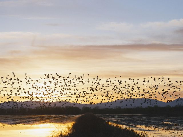 a flock of birds flies over flooded rice fields at sunrise