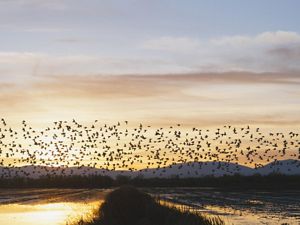 Migratory birds on the Pacific Flyway in California