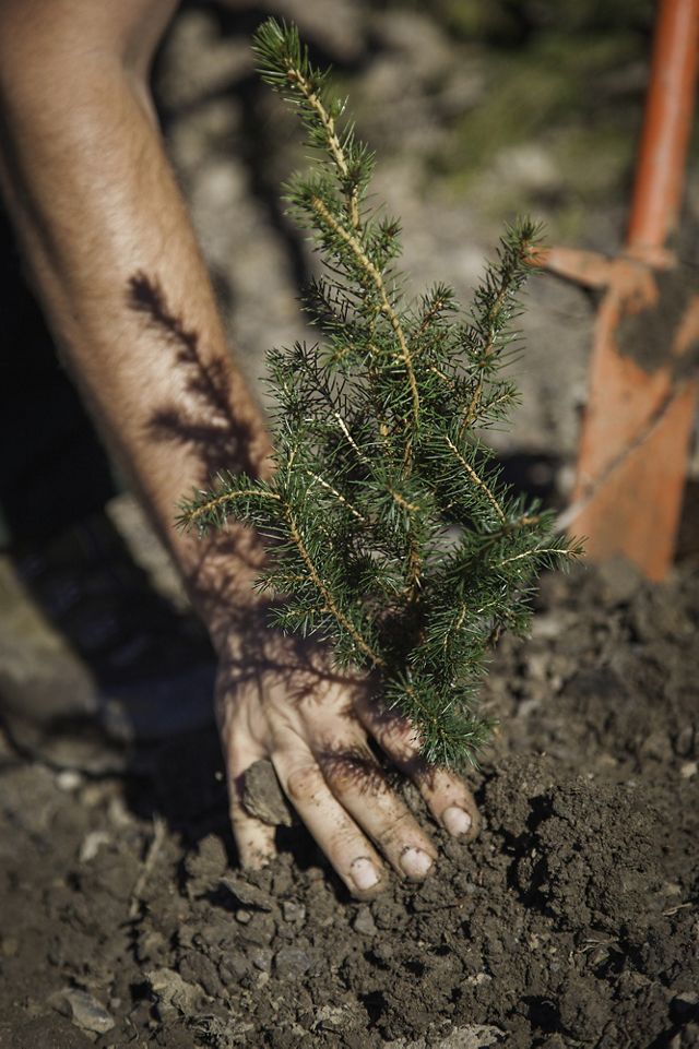 A bare hand presses down on the earth around a newly planted red spruce seedling.