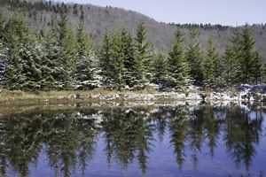 Photo of sapling red spruce trees planted in newly tilled field of what was once a strip mining operation in West Virginia.