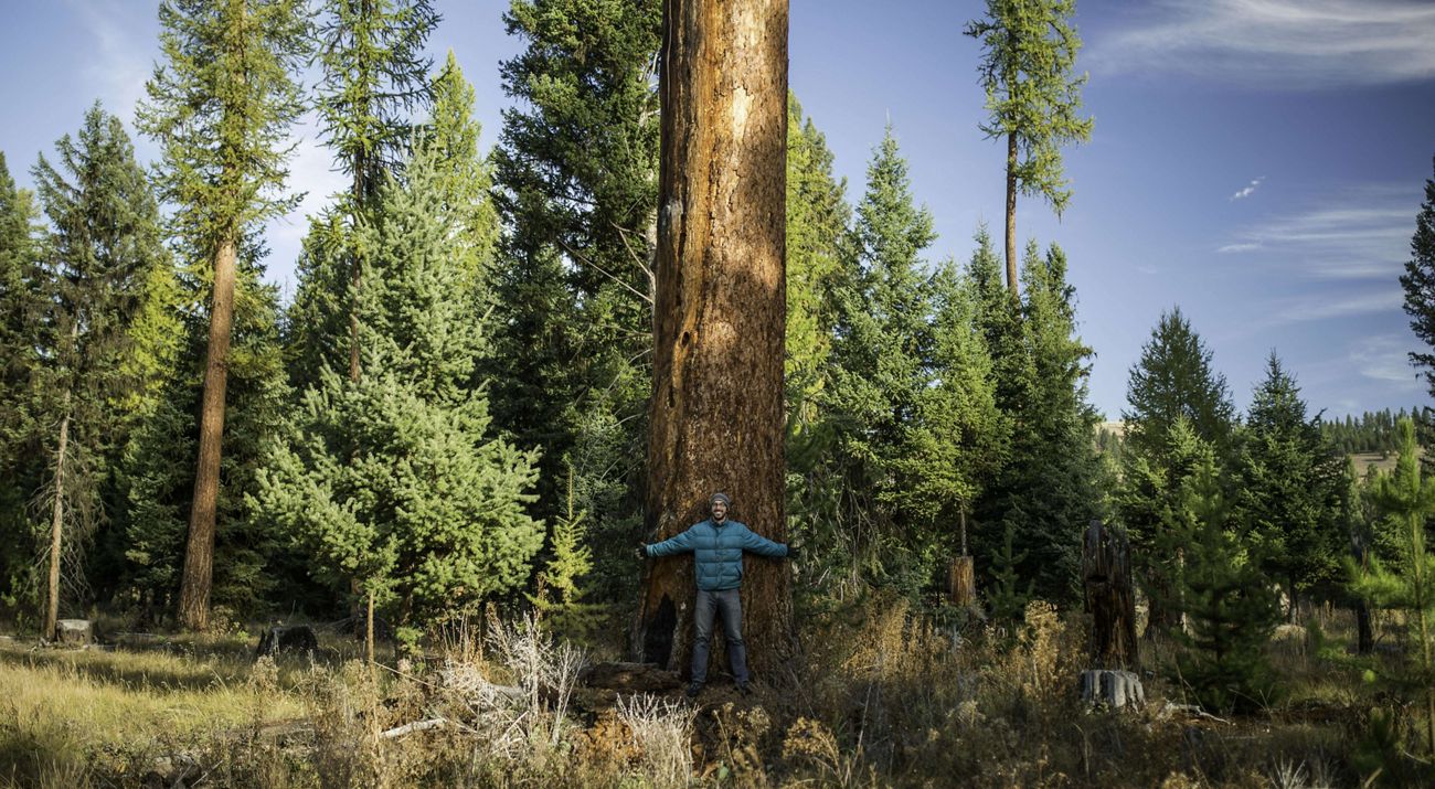 a person standing with their back against a large tree with their arms outstretched.