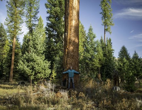 A man stands before a giant ponderosa pine near Placid Lake, Montana, USA.