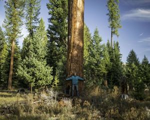A man stands before a giant ponderosa pine near Placid Lake, Montana, USA.