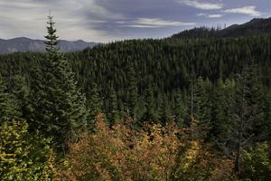 Forested scenery with dark overlay.