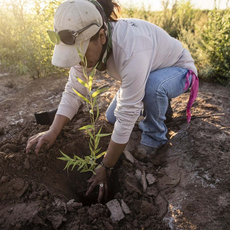 A woman in jeans places a tree seedling and its roots into a small hole in the ground in a natural setting.