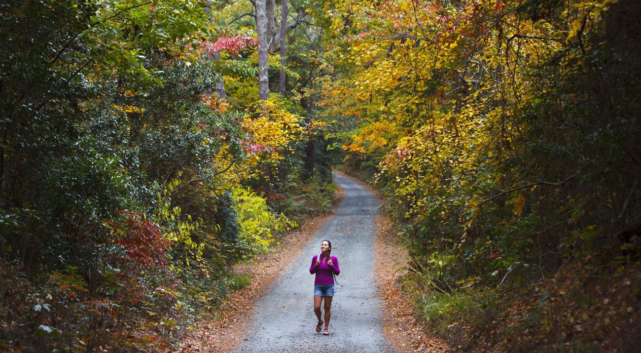 A hiker walks through the woods in fall color.