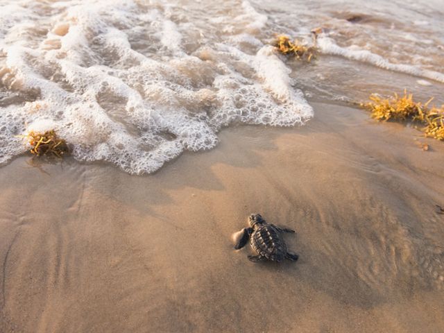 A baby Kemp's Ridley sea turtle is released and heads for the ocean, Padre Island, Texas. 