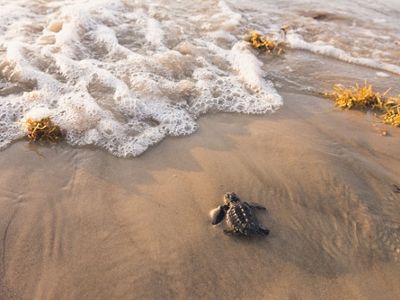 A baby Kemp's Ridley sea turtle is released and heads for the ocean, Padre Island, Texas.